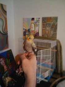 Lost Cockatiel