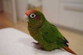 Lost Conure