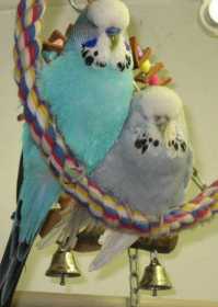 Lost Budgerigar