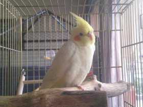 Lost Cockatiel