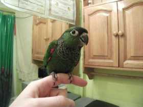 Lost Conure