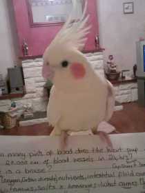 Lost Cockatiel