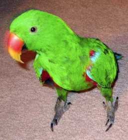 Lost Eclectus