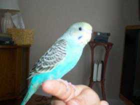 Lost Parakeet