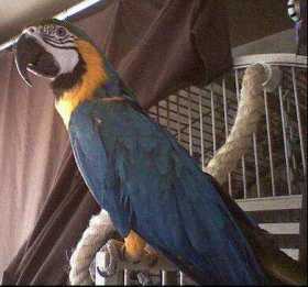 Lost Macaw
