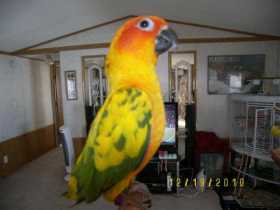 Lost Conure