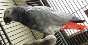 Lost African Grey