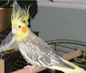 Lost Cockatiel