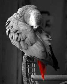 Lost African Grey