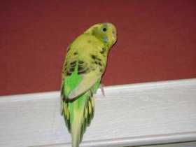 Lost Parakeet