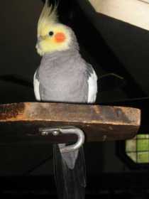 Lost Cockatiel
