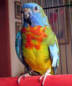 Lost Parakeet