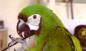 Lost Macaw