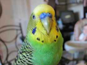 Lost Budgerigar