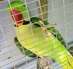 Lost Alexandrine