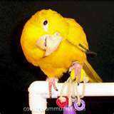 Lost Conure