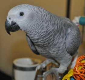 Lost African Grey