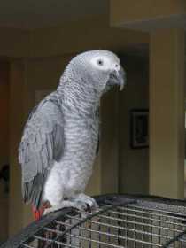 Lost African Grey