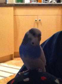Lost Parakeet