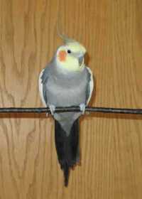 Lost Cockatiel