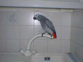 Lost African Grey