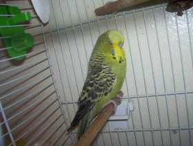 Lost Budgerigar