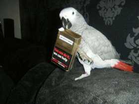 Lost African Grey