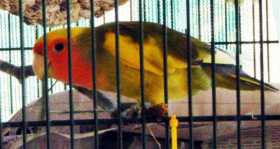 Lost Lovebird