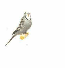 Lost Budgerigar