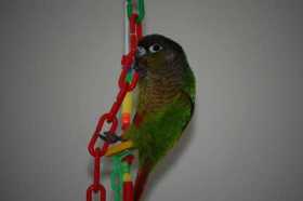 Lost Conure