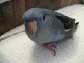 Lost Lineolated Parakeet