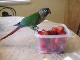 Lost Conure