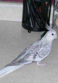 Lost Cockatiel