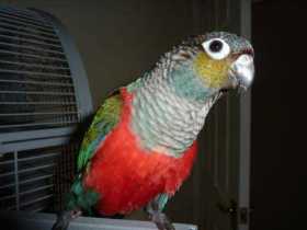 Lost Conure