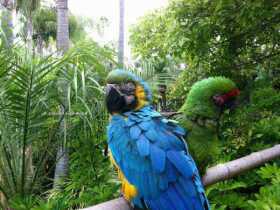 Lost Macaw