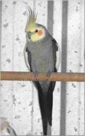 Lost Cockatiel