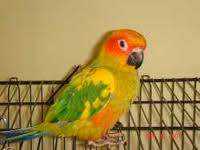 Lost Conure