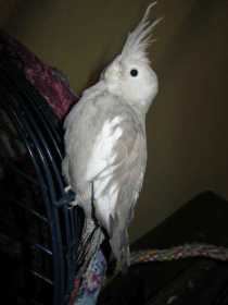 Lost Cockatiel