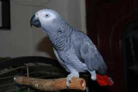 Lost African Grey