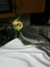 Lost Cockatiel