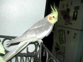 Lost Cockatiel