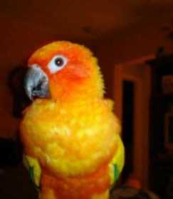 Lost Conure