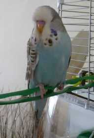 Lost Budgerigar