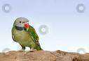 Lost Bird / Parrot
