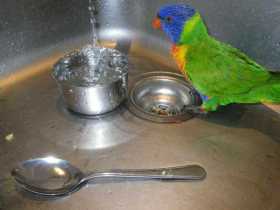 Lost Lory / Lorikeet