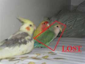Lost Lovebird