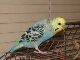Lost Parakeet