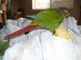 Lost Conure