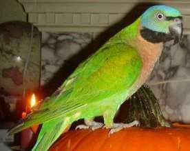 Lost Parakeet