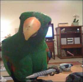 Lost Eclectus
